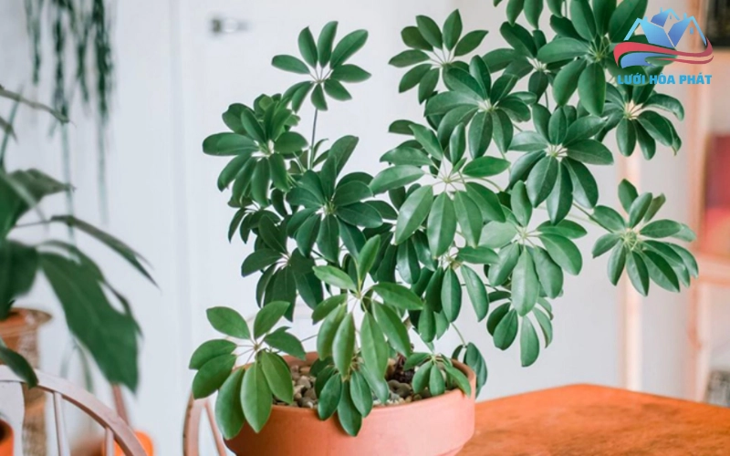 Cây Ngũ Gia Bì tỏa ra một mùi hương dịu nhẹ mà con người khó nhận biết nhưng lại đủ để xua đuổi muỗi