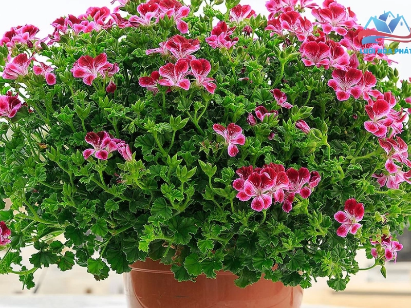 Hướng dẫn trồng và chăm sóc cây phong lữ để tối ưu hiệu quả đuổi muỗi
