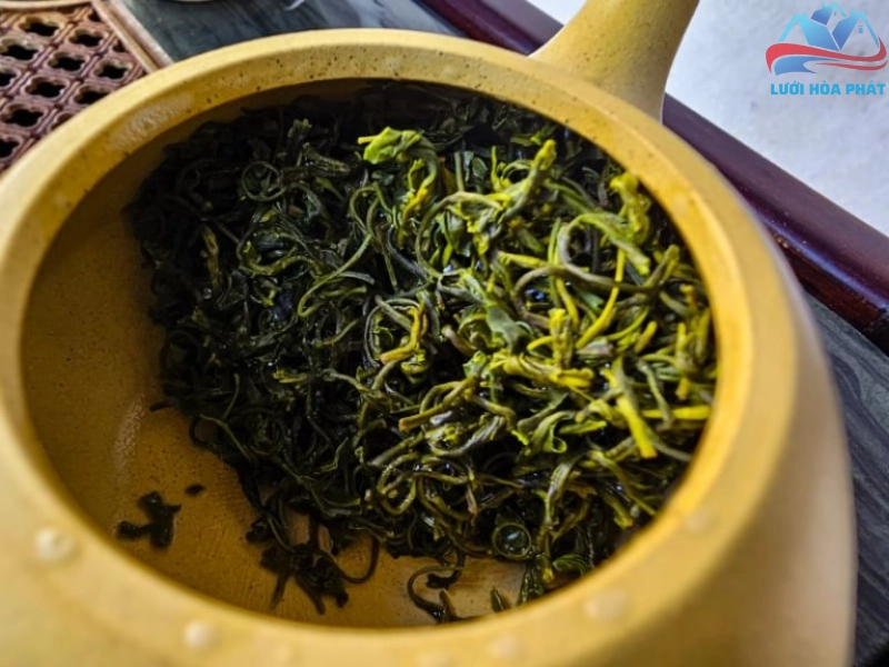 Đuổi muỗi bằng bã chè cần phải thực hiện thường xuyên để đảm bảo hiệu quả đuổi muỗi
