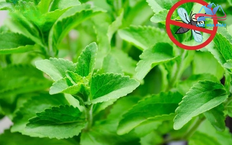 Hiệu quả của bạc hà đuổi muỗi không phải là một kinh nghiệm dân gian mà dựa trên những cơ sở khoa học rõ ràng