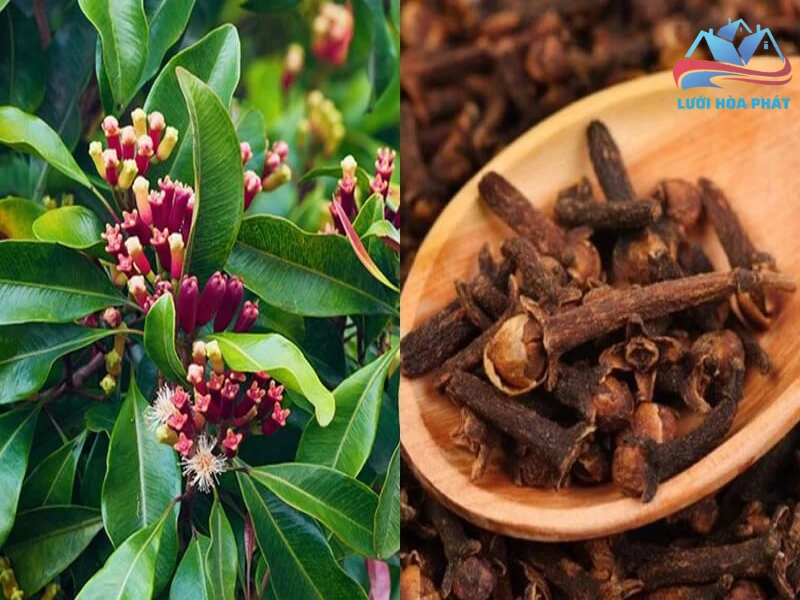 Lưu ý quan trọng về độ an toàn và độc tính của Eugenol