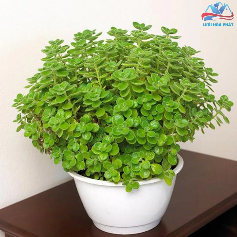 Cây sen thơm đuổi muỗi bằng cách nào?