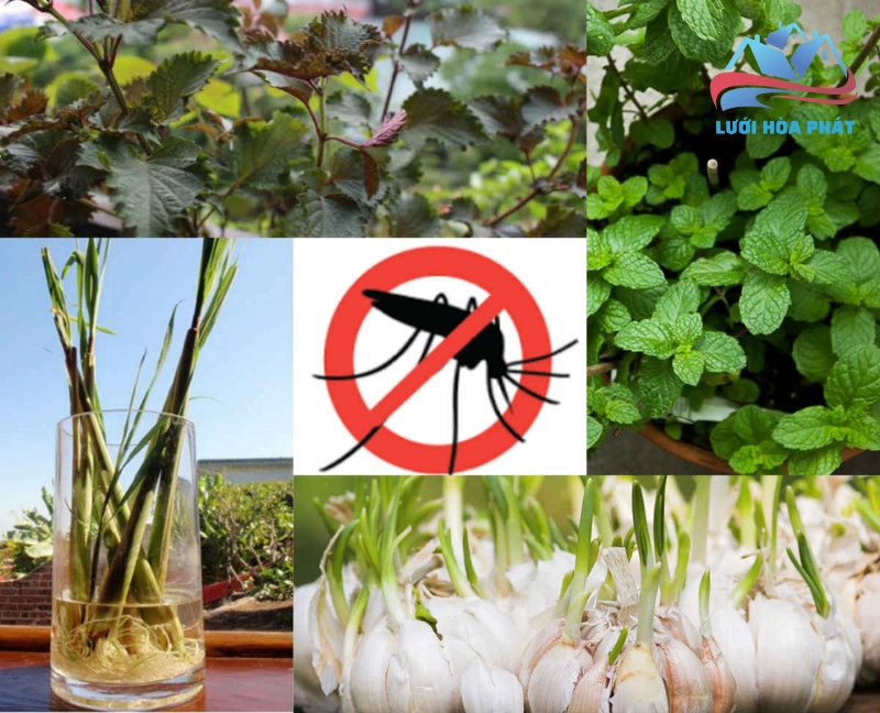 Phương pháp tự nhiên trông cây đuổi muỗi