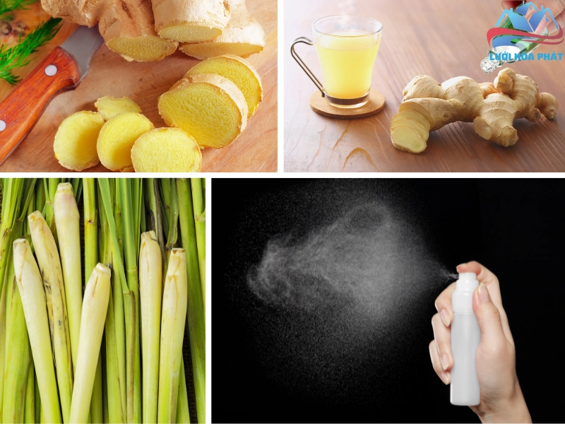 Đuổi muỗi bằng gừng sả dầu gió
