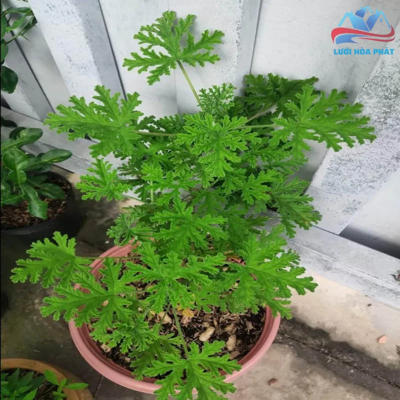 Ưu điểm và hạn chế của giải pháp tự nhiên (Cây trồng)