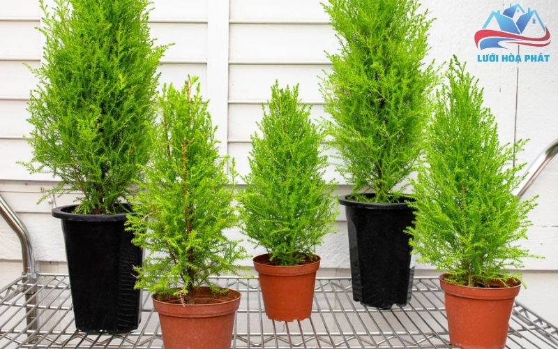 Các công dụng vượt trội khác của cây tùng thơm