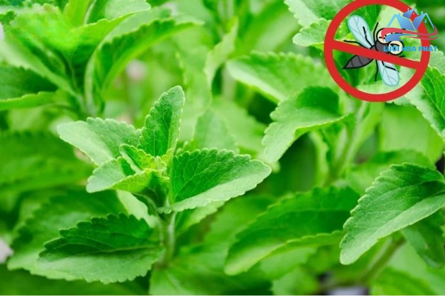 Cây Bạc Hà Đuổi Muỗi: Giải Pháp Tự Nhiên Hiệu Quả Cho Không Gian Sống Trong Lành