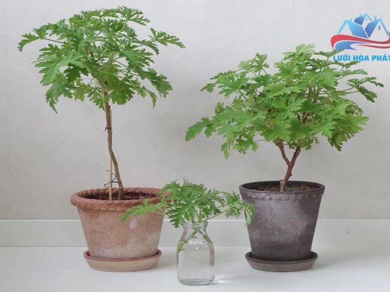 Phương pháp kích hoạt mùi hương