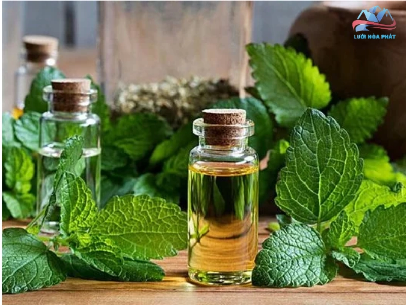 Chiết xuất tinh dầu tía tô tại nhà