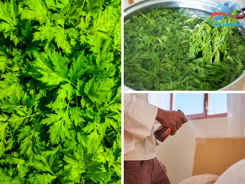 Nấu nước lá ngải cứu để xịt phòng đuổi muỗi