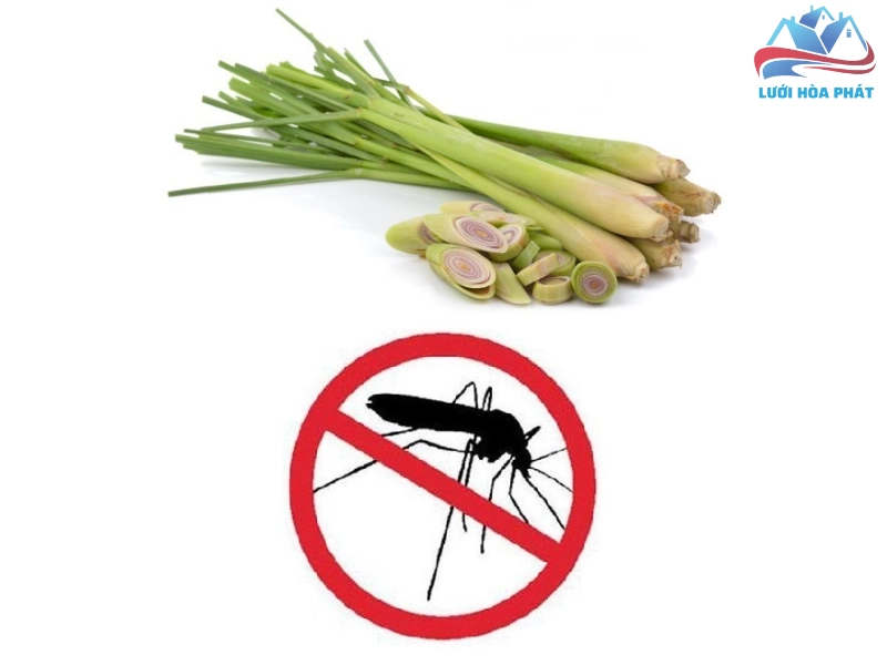 Cây sả đuổi muỗi hiệu quả