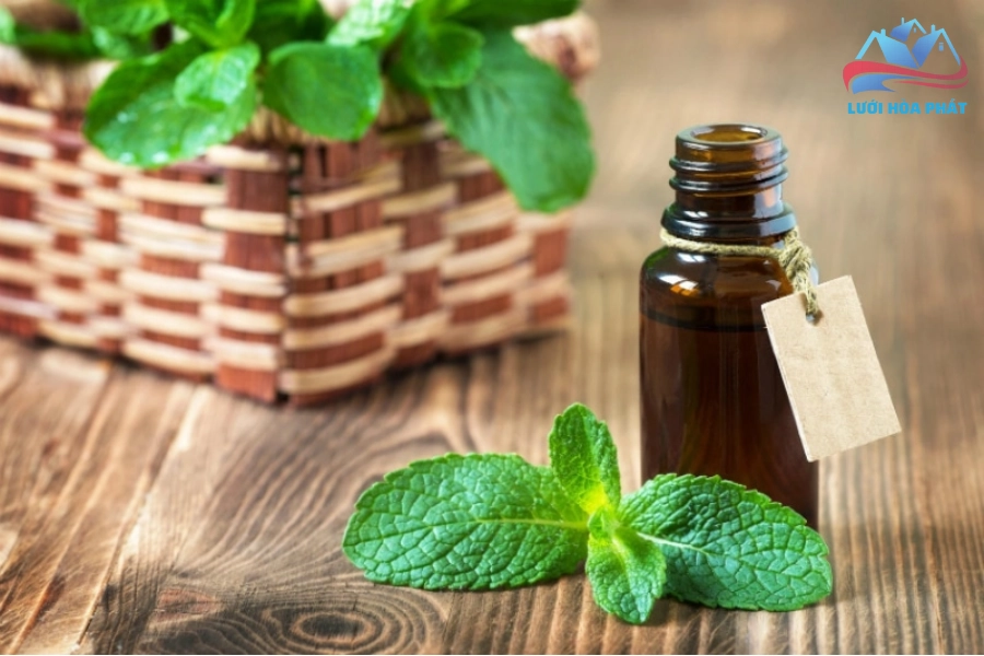 Tinh Dầu Bạc Hà Đuổi Muỗi Mang Lại Không Gian Sống An Toàn Và Những Lưu Ý Cần Biết
