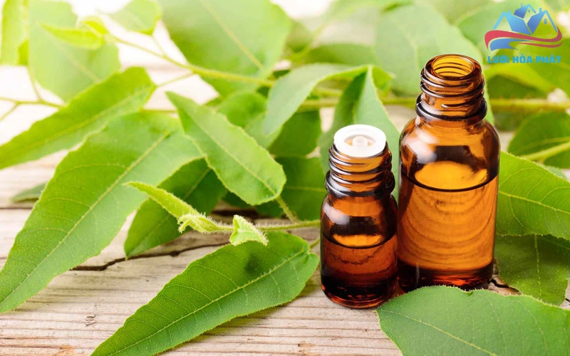 Hướng dẫn sử dụng tinh dầu bạch đàn chanh để đuổi muỗi an toàn và hiệu quả
