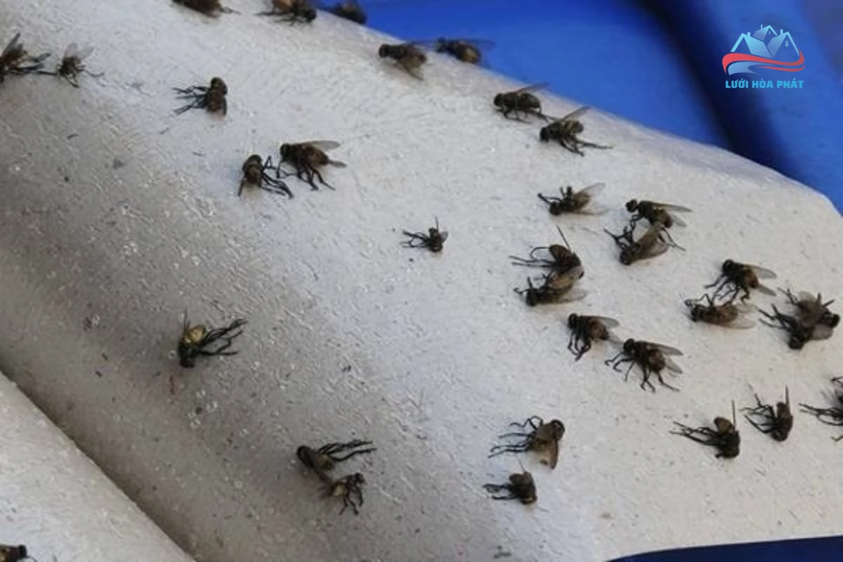 Cách diệt ruồi giấm bằng keo dính ruồi