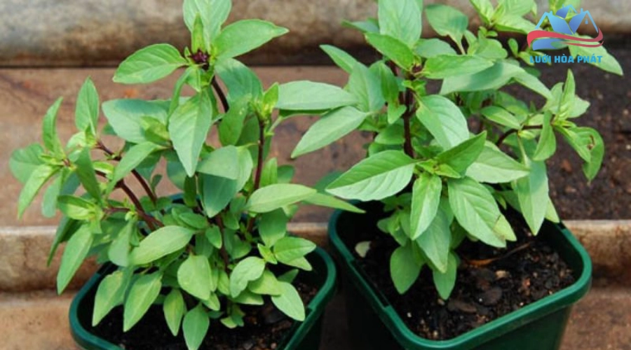 Trồng húng quế quanh nhà