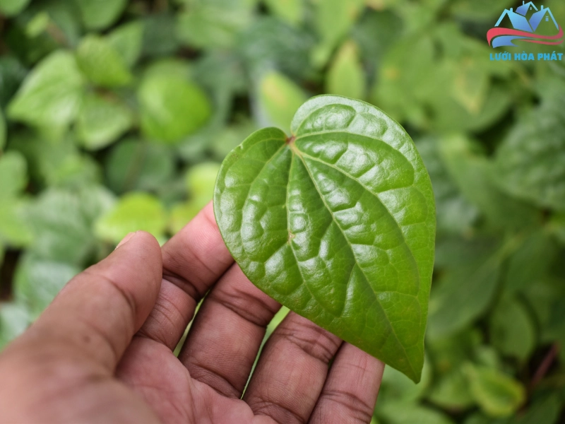 Trồng cây trầu không trong vườn hoặc trong chậu để đuổi muỗi