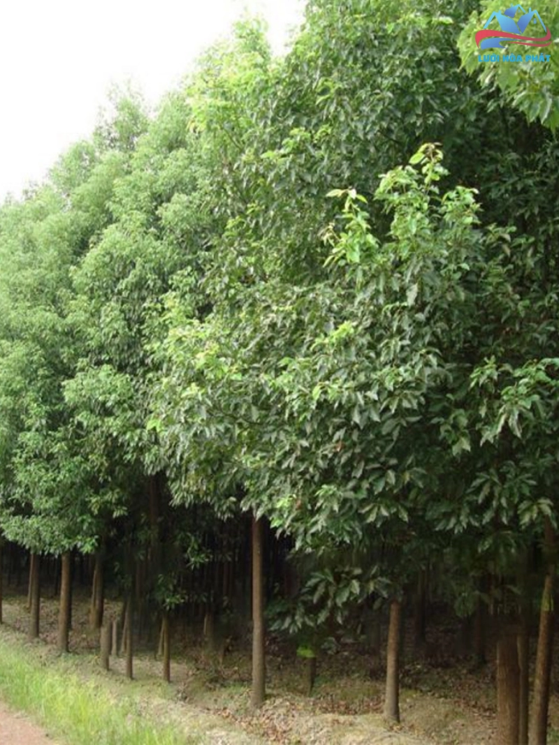 Lưu ý quan trọng về an toàn khi sử dụng long não