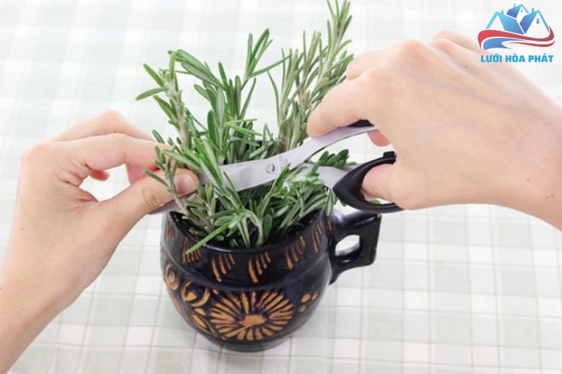 Những lưu ý quan trọng khi sử dụng cây hương thảo
