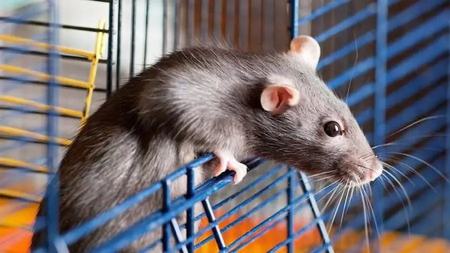 cách làm lưới chống chuột
